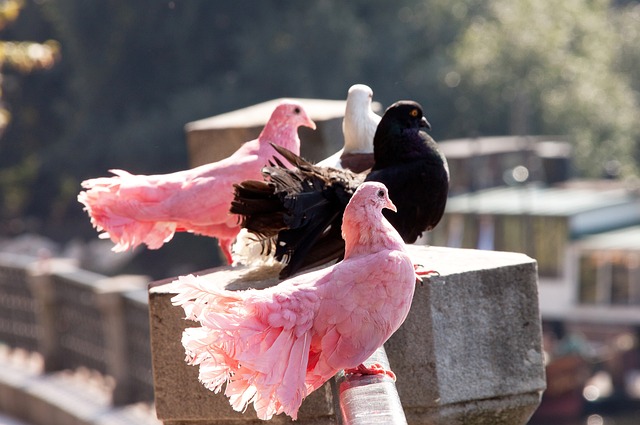 都有可能带 都有可能带